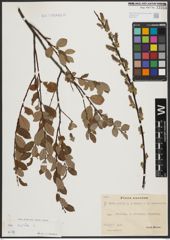Foto von Salix aurita L.